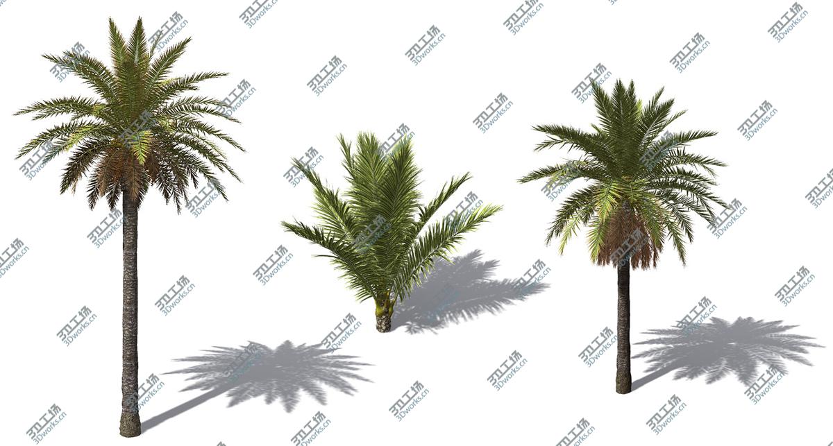 images/goods_img/2021040235/XfrogPlants Canary Date Palm/4.jpg